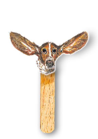 Greyhound