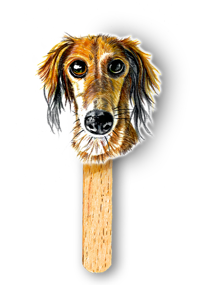 Pet Portraits