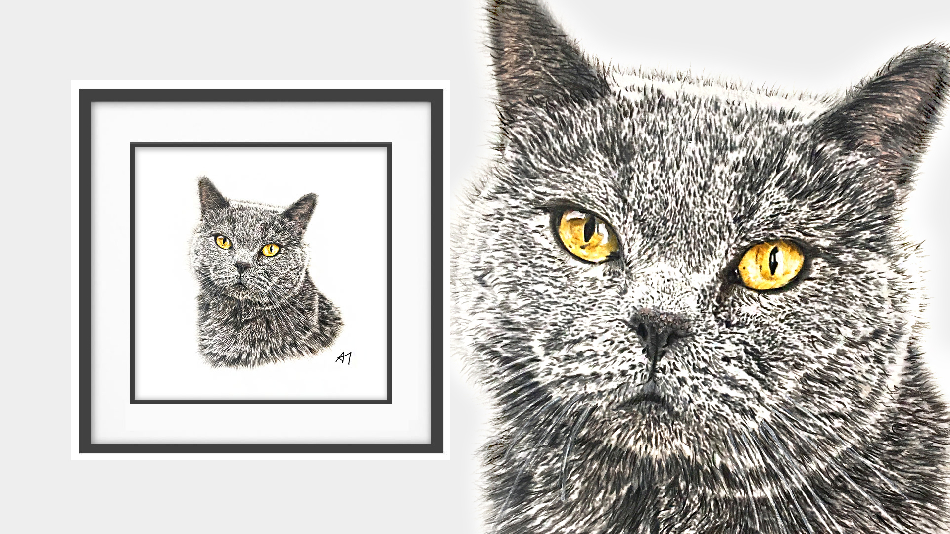 Binksy the British Shorthair Cat is from Belfast, Northern Ireland