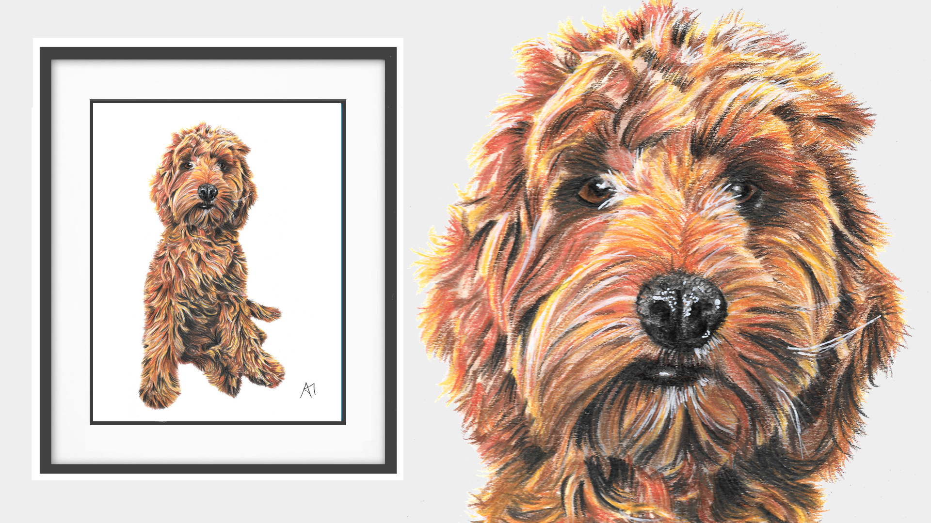Floyde the Labradoodle from Northern Ireland