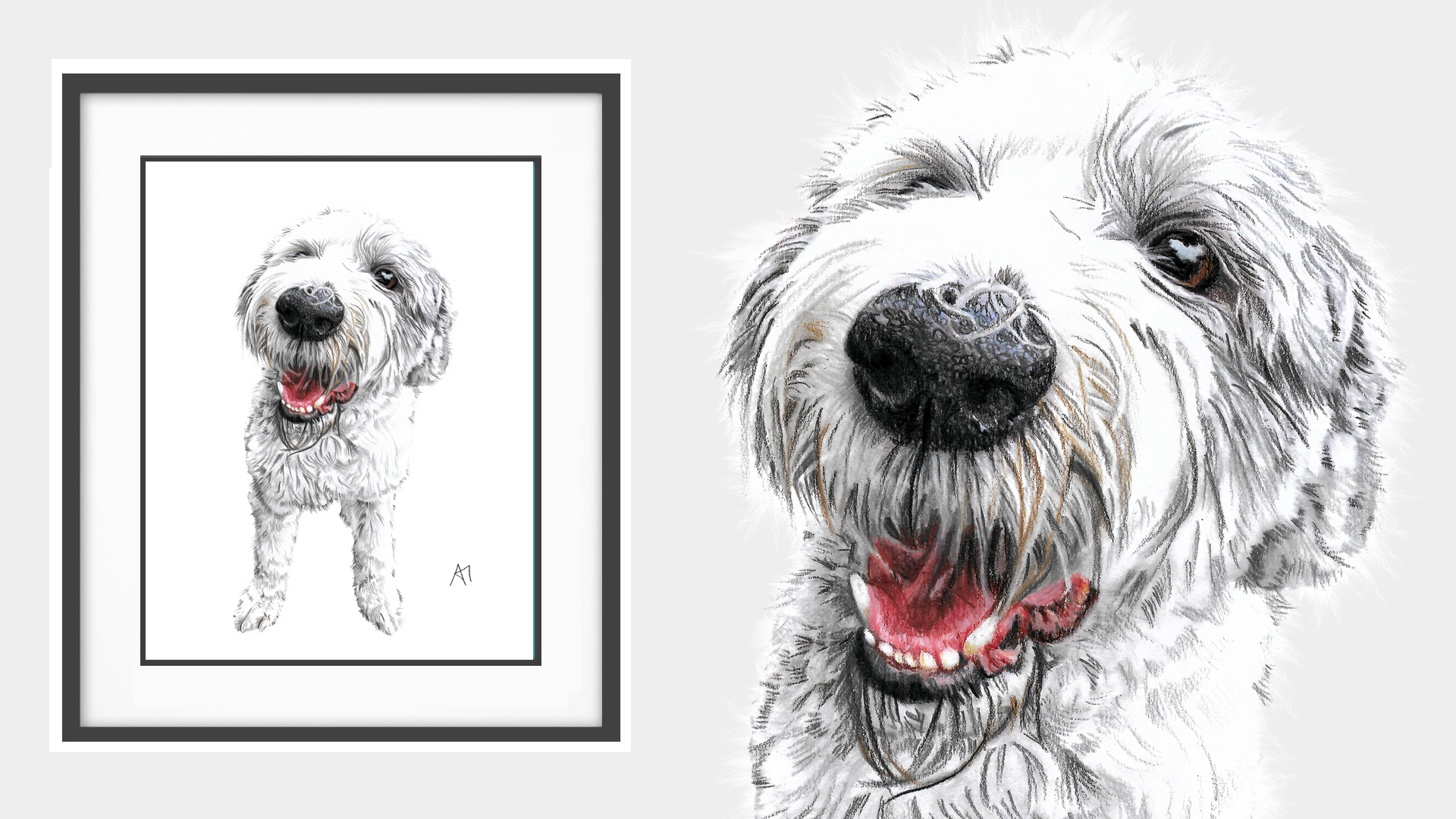 Harvey the Old English Sheepdog from Lisburn