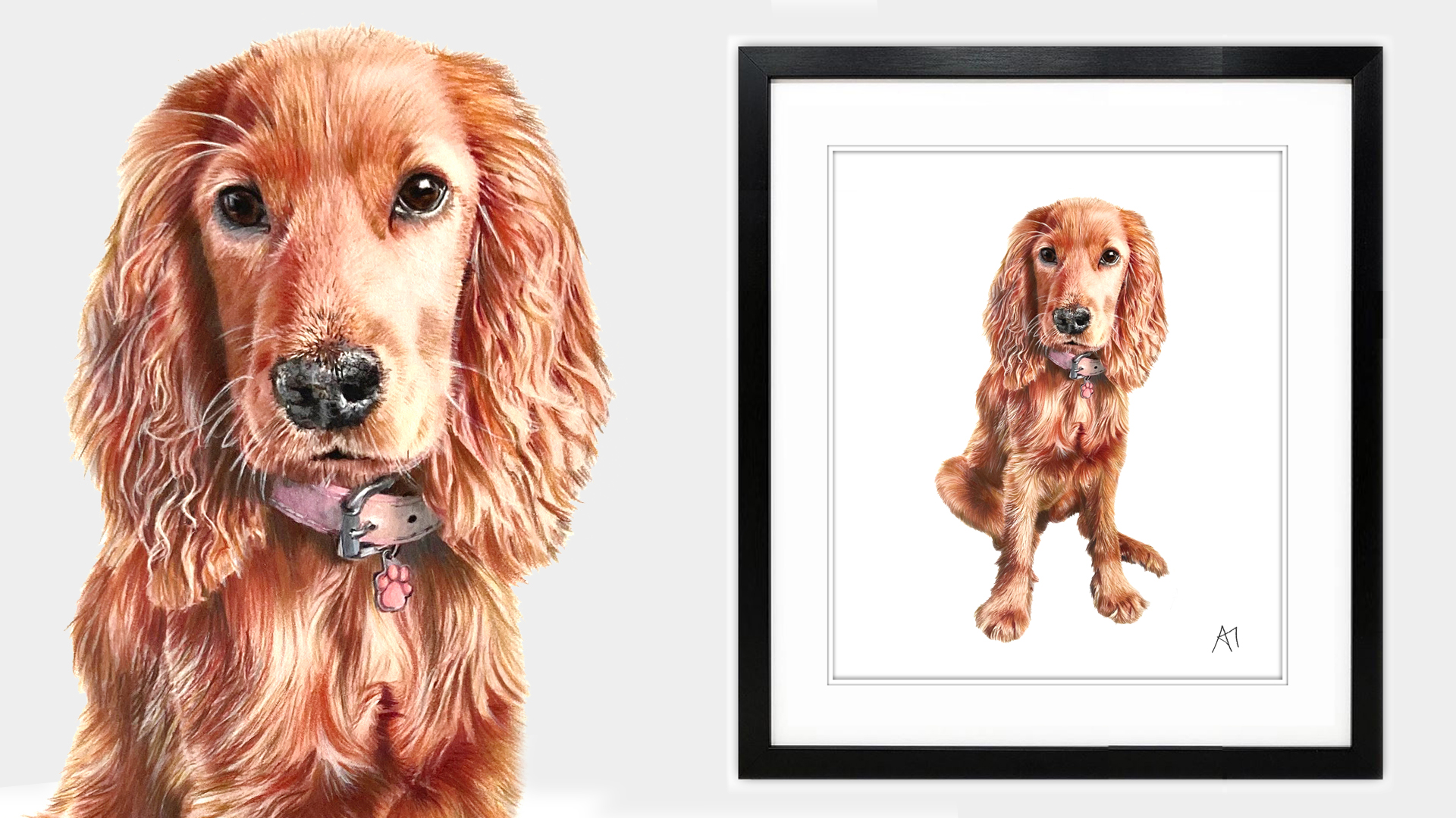 Golden Cocker Spaniel from Galway, Ireland