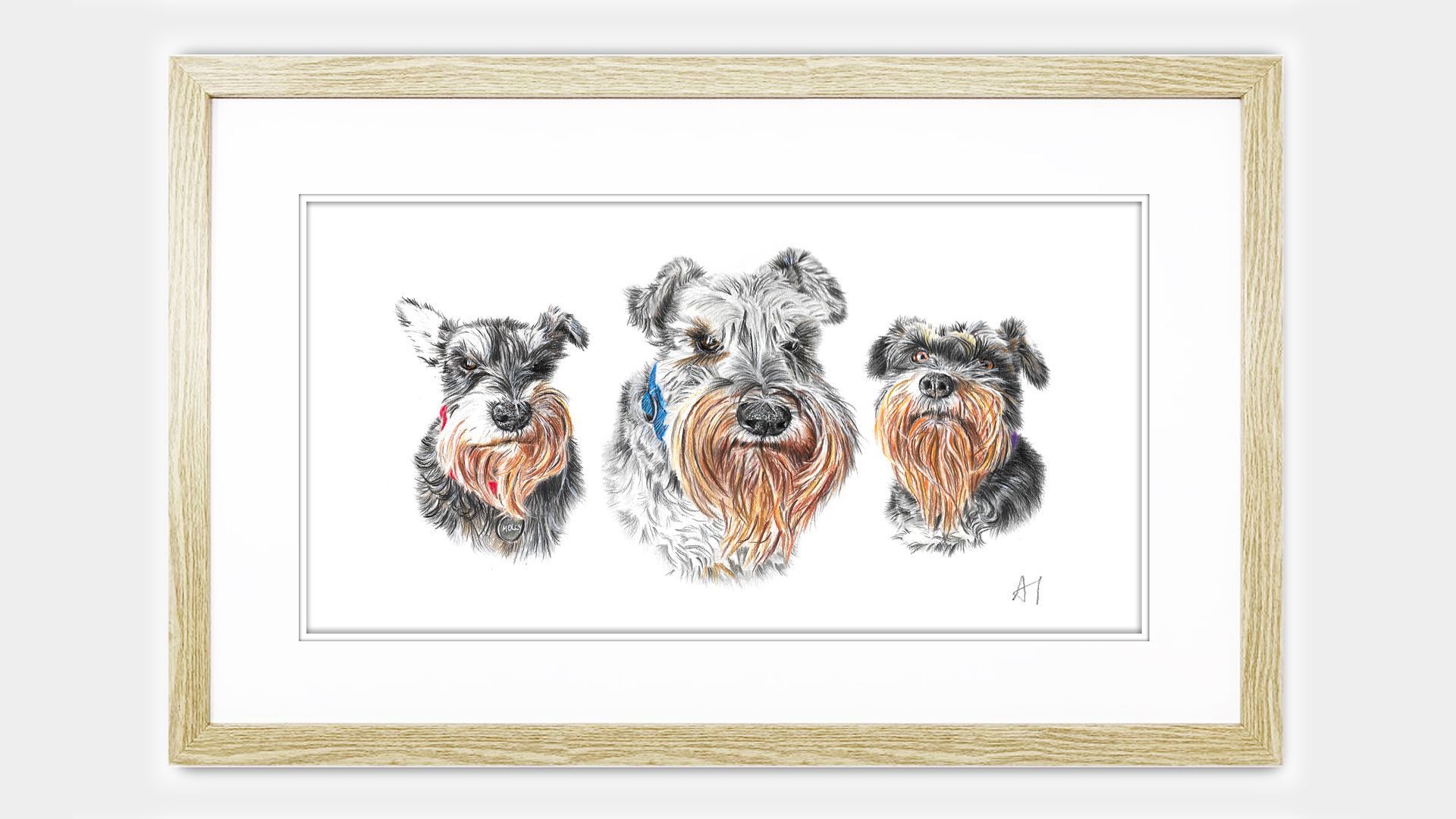 Molly, Murphy and Maisie the Miniature Schnauzers from Belfast, Northern Ireland