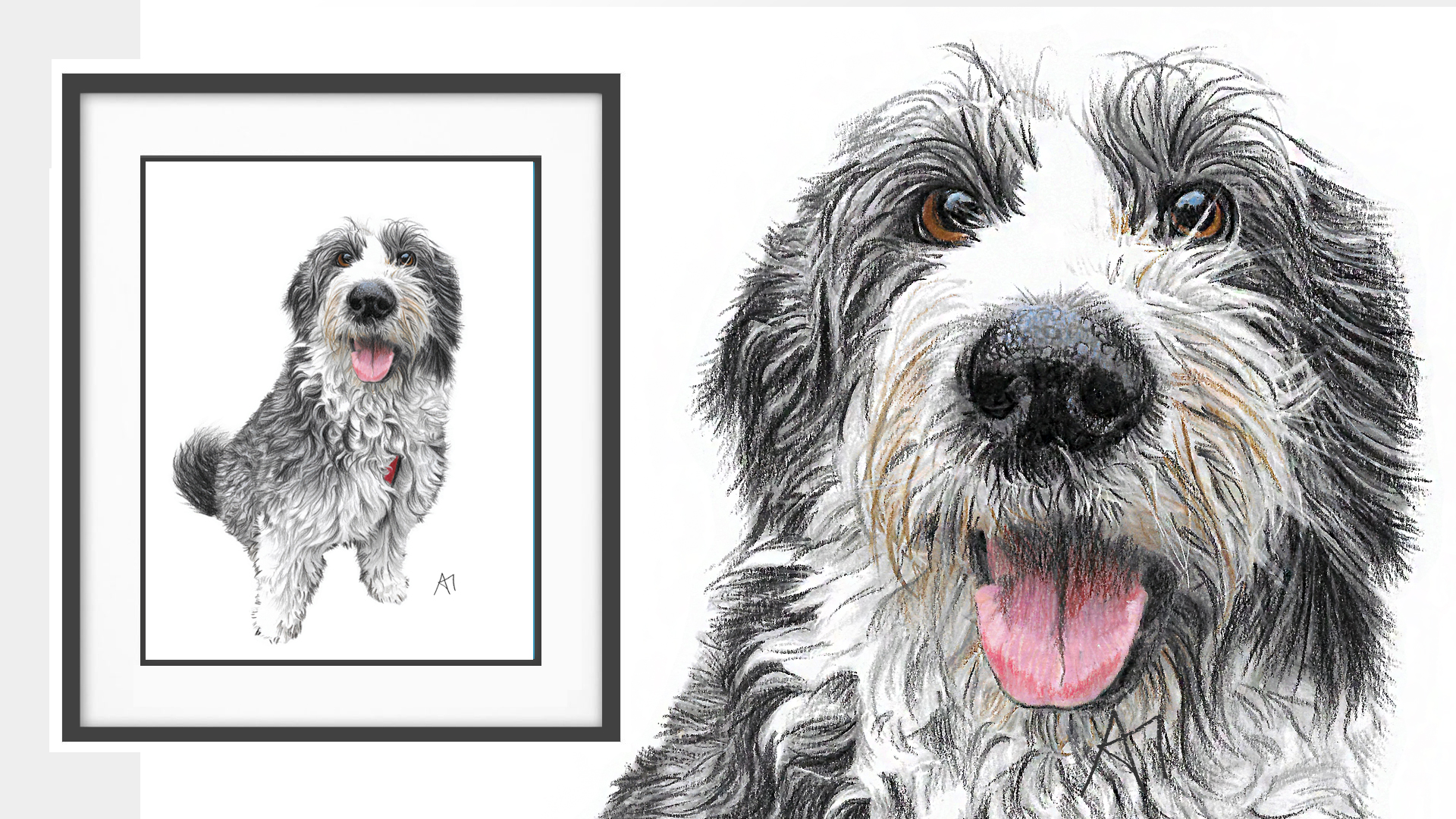 Molly the Old English Sheepdog from Downpatrick, Northern Ireland